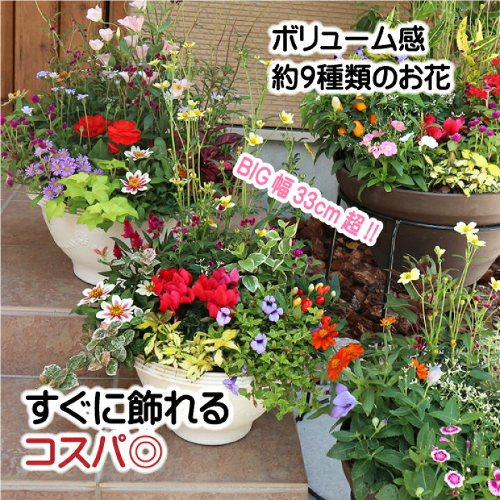 楽天市場 ボリューム感のある 季節の花 デザイナー 寄せ植え 87naviブランド お誕生日 自宅 玄関 ギフト 入門 初心者可 鉢花 鉢植え 花苗 ベランダ アレンジメント フラワー 喜ばれる 良苗セット お祝い 冬 春 2月 3月 4月 贈答 プレゼント バレンタイン 卒業祝 母の