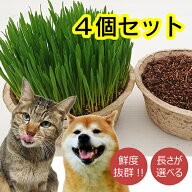 4鉢セット　新鮮さで高評価【送料無料※沖縄・北海道を除く】【毛玉ケア】【産直】鉢直径15.5cm長さが選…