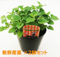高品質株 【 ペット専用農場直送】【国産 無農薬】生キャットニップ 4．5号大株 多幸感 ストレス解消 ま…