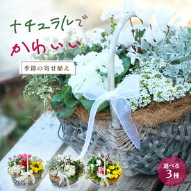 お誕生日　に最適　お花は旬の花をおまかせ「　ナチュラルでかわいい　季節の花かご 寄せ植え　」 ギフト 自宅 ラッピング可 冬 1月2 月 3月 メッセージカード無料 プレゼント 花苗セット 済 おしゃれ インテリア 雑貨 送料無料 鉢花 寄せ鉢 寄せ苗 送料無料