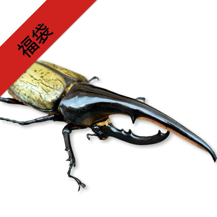 福袋 ヘラクレスオオカブト確定