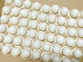 【安心の日本製】99プロテインゼリー(白) クワガタ カブトムシ 高タンパク昆虫ゼリー 16g32個または50個 、18g50個 【全国一律送料無料】