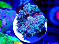 楽天市場】カリビアンバブルディスク（熱帯魚・アクアリウム｜ペット 