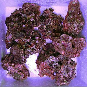 ySi|Cg5{zǎIICubN(10kg)i13kg`5kg̃CubNꍇ܂Bj@Ԏw͕ʓr