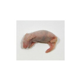 楽天市場 蜘蛛 エサ 熱帯魚 アクアリウム ペット ペットグッズの通販