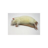 アダルトラットXL（300〜350g）5匹