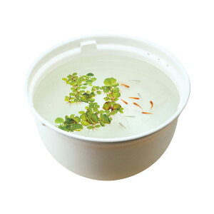 WFbNX@_JC _Ĵ߂̎甫 370@GEX