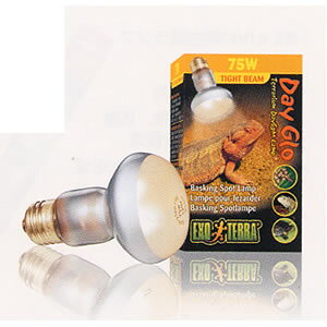 �W�F�b�N�X�@�T���O���[ �^�C�g�r�[���X�|�b�g�����v50W �y���p�W���^�z