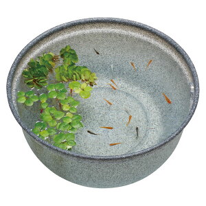 GEX _JC _Ĵ߂̎甫 ݂ 420