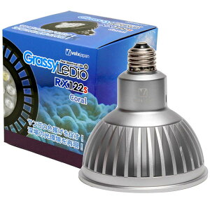 yAEgbgz{NX@ObV[EfBI RX122s@R[@Vo[@Grassy LeDio Coral