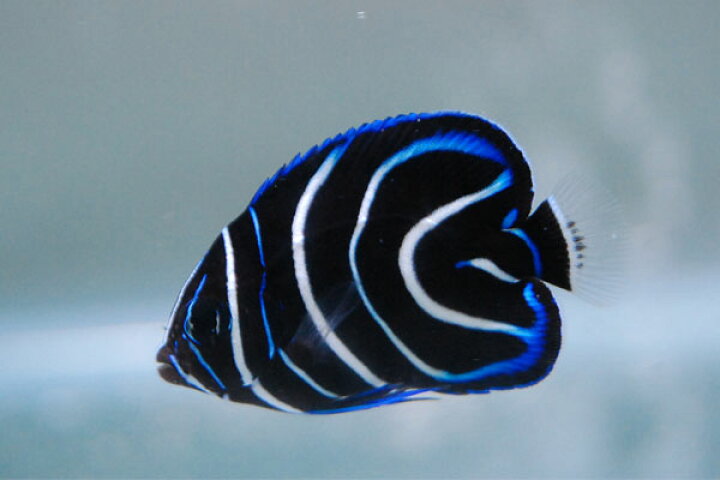 楽天市場 サザナミヤッコ 幼魚 ３ ５ｃｍ アクアアベニュー