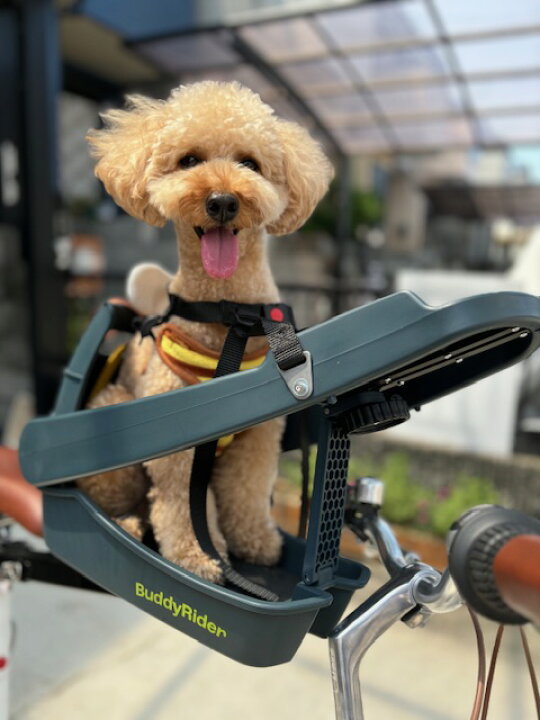 楽天市場】Buddyrider (バディーライダー) 自転車用ペットシート 