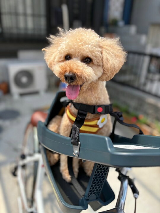 楽天市場】Buddyrider (バディーライダー) 自転車用ペットシート 