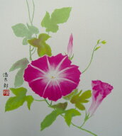 【メール便対象商品/送料無料】四季を彩る花鳥画色紙71朝顔（赤）・夏・吉岡浩太郎