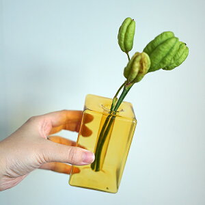 KXx[X XNGA CG[ AXCIS ANVX V