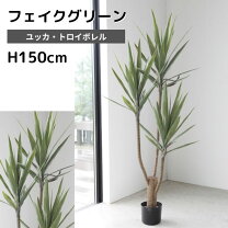 楽天市場】ユッカ 150cmの通販