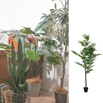 楽天市場】フェイクグリーン（種類（植物）コーヒーの木）の通販