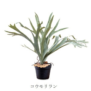 コウモリラン 花の人気商品 通販 価格比較 価格 Com