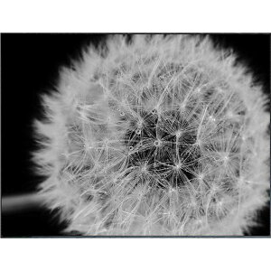 �A�[�g�|�X�^�[(�t�H�g�O���t�B�[) �R���e���|�����[�A�[�g PHOTOGRAPHY Dandelions