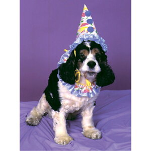 ピエロ ペット用 コスプレ