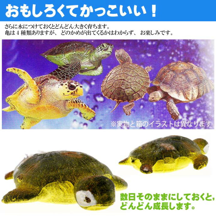 楽天市場 びっくりたまご カメ 卵から生まれて大きくなる人形 育てている感が出て毎日楽しく眺めれるおもちゃ Ms6 Ase World
