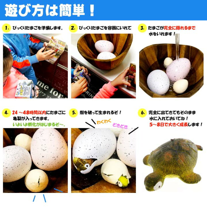 楽天市場 びっくりたまご カメ 卵から生まれて大きくなる人形 育てている感が出て毎日楽しく眺めれるおもちゃ Ms6 Ase World