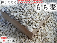 もち麦(押し） 5kg 愛媛県産 白いもち麦 当店オリジナル 雑穀米 ダイエット 国産 大麦 もちむぎ 食物繊維…