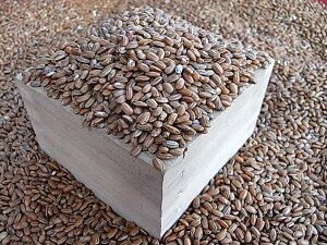 赤米 熊本県産 300g もち赤米 無農薬 雑穀 もち赤米 雑穀米 たんぱく質 ビタミン ミネラル 日本 国産 米 あっさり 食べ物 食用 ご飯 おいしい 料理 パエリア 食卓