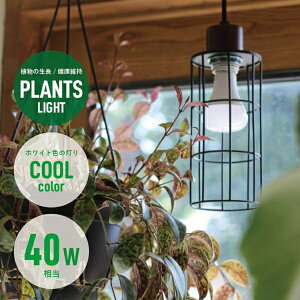 vcCg 40 N[ dF BRID ubh 3381 40W Ɩ A Cg 琬 琬Cg LED  O[ | G E26 PLANTS LIGHT COOL   10{ v[g