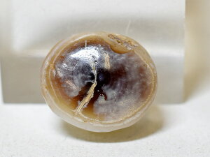 y2302zAncient Luk Mik 1჋bN~ ÑrV 아6i18.0mmjyƂڋʁzyAeB[Nr[Yzyr[YzyzyDzizyantiquebeadszybeadszyW[r[YzyzyVR΁zy