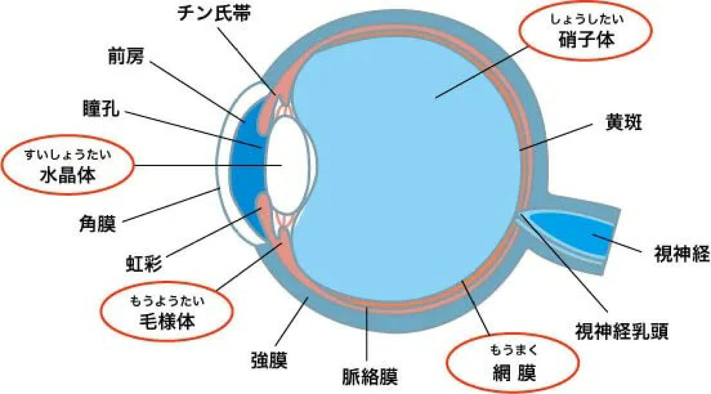 楽天市場 | バランスボディ研究所 - 視力トレーニング機器「ホーム 