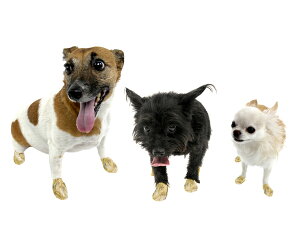  C C V[Y ĝ ی U h |EY Pawz o[hbOu[c Jt[W 7TCY