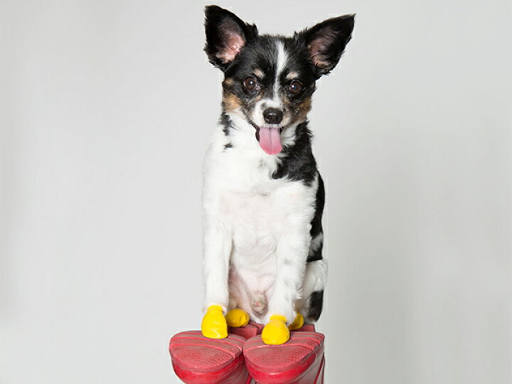 犬 シューズ Pawz Tinyサイズ お散歩 ブーツ ポウズ ライトグリーン ラバードッグブーツ 使い捨て 小型犬用 肉球保護 防水 Sale 103 Off ブーツ