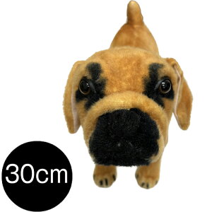  ʂ pO pO A CeA v[g pI l` rbOTCY 傫 W{ Mtg  u CeA 傫 q    IuWF v[