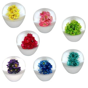  Vtgmu V[g TYPE1 50mm ϊA_v^[tgbN y yg fRg Vtg`FW g  UD OH Y U vtBA X[p[O[g NI W[ 