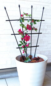 DAIM 第一ビニール せんす型トレリス　60cm X 120cm バラやつる花を華やかにサポートします あさがお　クレマチスやつるバラ等のつる性植物に最適です。ブーケンビリア、フウセンカズラ、ポトスの支柱にも ガーデニング 園芸