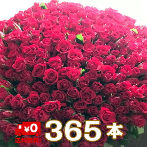 o ԑ 365{   t[  KN ԂKN u[P Mtg v[g a a j LO \ sAm\  EFfBO  v|[Y  ؂ 