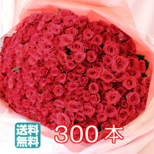 o ԑ 300{   t[  KN ԂKN u[P Mtg v[g a a j LO \ sAm\  EFfBO  v|[Y  ؂ 