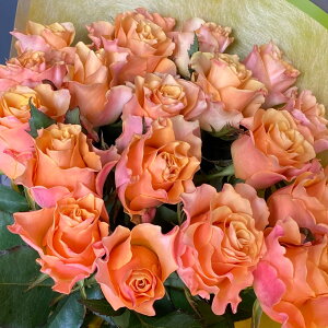 o ԑ 12{ փo yS̃N[֏o/bZ[WJ[htz ỏԑ C|[g[Y _Y KN ԑ  u[P ԑ  t[  lC } ސE JXj 