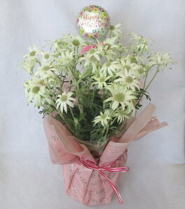 �y��̓��z�t�����l���t�����[���~�j�o���[�� �yHappy Mother`s Day�z�@����