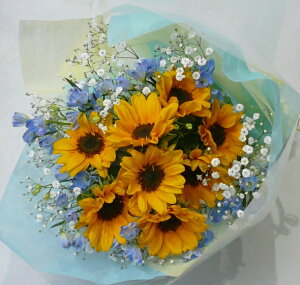 q}ƃftBjE@yЂ܂zya@ԁz