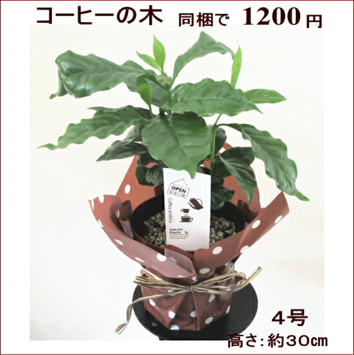 楽天市場 パキラ 観葉植物 パキラ アクアティカ 7号鉢 大型 発財樹 開店祝い インテリア 開業祝い 人気 誕生日 新生活 引越し祝い オフィス あす楽対応 花言葉 快活 勝利 フラワーギフト ブルーマート
