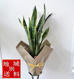 楽天市場 観葉植物 熊本の通販