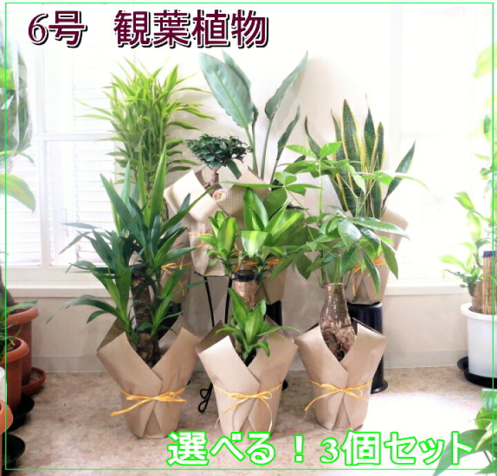 楽天市場 人気の観葉植物6号 3個セット ミリオンバンブー 幸福の木 パキラ ユッカ ガジュマル サンスベリア ストレチア 6号 選べる観葉植物 開店祝い 新築祝い 誕生日 退職祝い あす楽 フラワーギフト ブルーマート 楽天市場 人気の観葉植物6号 3個セット ミリオンバンブー 幸福の木 パキラ ユッカ ガジュマル サンスベリア ストレチア 6号 選べる観葉植物 開店祝い 新築祝い 誕生日 退職祝い あす楽 フラワーギフト ブルーマート