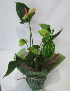 AXE O[sN@ԁyzyjԁzaAVzjALOȂ