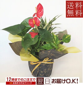 観葉植物　寄せ植え　アンスリウム　開店祝い　新築祝い　誕生日　退職祝い　プレゼント ギフト