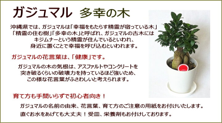 楽天市場】観葉植物 ガジュマル 6号 幸運を呼び込む精霊が住む木 開店 