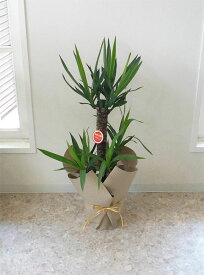 楽天市場 ユッカ エレファンティペスの通販