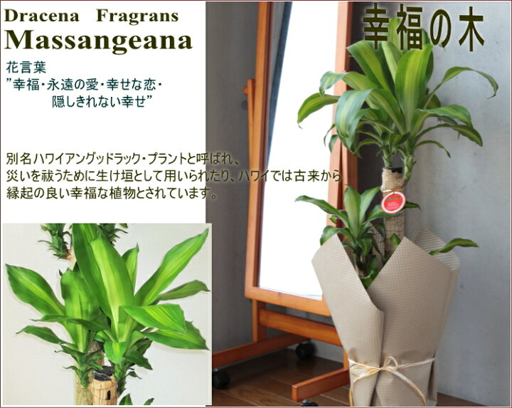 楽天市場 幸福の木 観葉植物 ドラセナ マッサンゲアナ 幸福の木 7号鉢 大型 幸せの木 開店祝い インテリア 開業祝い 人気 誕生日 新生活 引越し祝い オフィス あす楽対応 フラワーギフト ブルーマート
