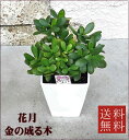 観葉植物 花月 【金のなる木】4.5号 【開店祝い】【新築祝い】【誕生日】【敬老の日】